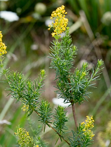 Galium verum (lady’s bedstraw, yellow bedstraw, Yellow Spring bedstraw)