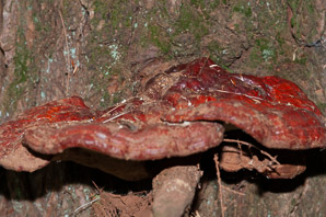 Ganoderma tsugae (reishi, Ling-Chi)