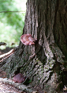 Ganoderma tsugae (reishi, Ling-Chi)
