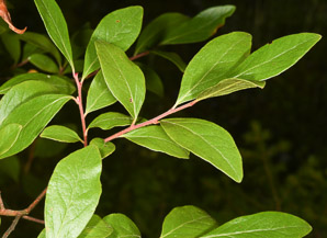 Gaylussacia baccata (black huckleberry, common huckleberry)