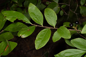 Gaylussacia baccata (black huckleberry, common huckleberry)