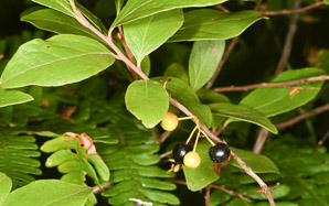 Gaylussacia baccata (black huckleberry, common huckleberry)