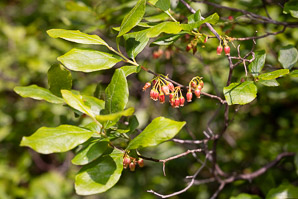 Gaylussacia baccata (black huckleberry, common huckleberry)