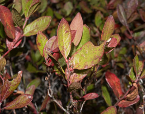 Gaylussacia baccata (black huckleberry, common huckleberry)