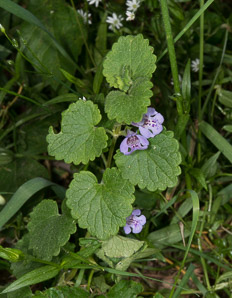 Glechoma hederacea (ground-ivy, gill-over-the-ground, creeping charlie, alehoof, tunhoof, catsfoot, field balm, run-away-robin, ground ivy)