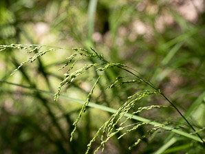 Glyceria striata (fowl manna grass, fowl mannagrass)