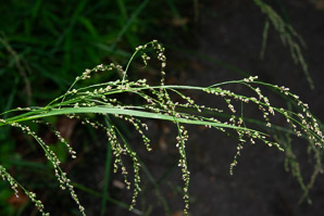 Glyceria striata (fowl manna grass, fowl mannagrass)