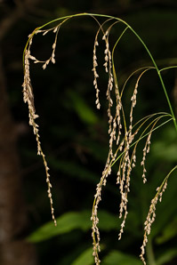 Glyceria striata (fowl manna grass, fowl mannagrass)