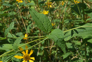 Heliopsis helianthoides (early sunflower, eastern ox-eye, heliopsis, false sunflower, smooth oxeye)