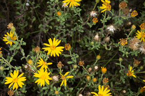 Heterotheca villosa (hairy false goldenaster)