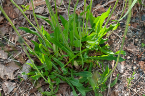 Hieracium caespitosum (field hawkweed, yellow hawkweed, meadow hawkweed, king devil, yellow paintbrush, devil’s paintbrush, yellow devil, yellow fox-and-cubs, yellow king-devil)