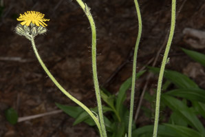 Hieracium caespitosum (field hawkweed, yellow hawkweed, meadow hawkweed, king devil, yellow paintbrush, devil’s paintbrush, yellow devil, yellow fox-and-cubs, yellow king-devil)