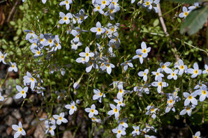 Houstonia caerulea (bluets, quaker ladies, azure bluet, bluet)