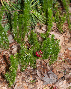 Huperzia selago (northern firmoss, fir clubmoss)