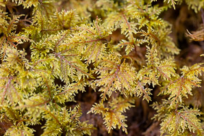 Hylocomium splendens (splendid feather moss, glittering woodmoss, stairstep moss, mountain fern moss)