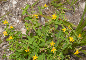 Hypericum mutilum (dwarf St. John’s-wort, dwarf St. Johnswort)