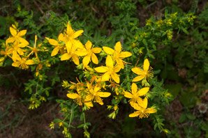 Hypericum perforatum (St. John’s wort, common St. John’s wort, common St. Johnswort)