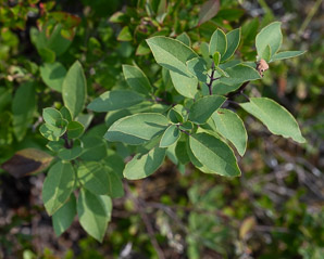 Ilex mucronata (mountain holly, swamp holly, catberry)