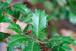 Ilex opaca (American holly)
