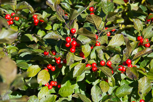 Ilex verticillata (winterberry, common winterberry)