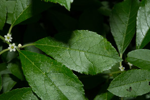 Ilex verticillata (winterberry ‘Red Sprite’, winterberry, American winterberry)