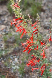 Ipomopsis aggregata (scarlet gilia, scarlet trumpet, skyrocket)