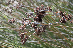 Juncus acutus (spiny rush, sharp rush)