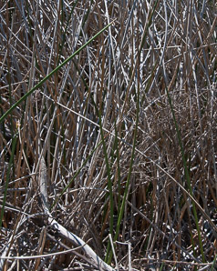 Juncus acutus (spiny rush, sharp rush)