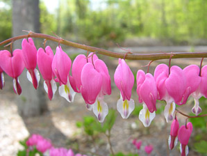 Lamprocapnos spectabilis (bleeding hearts, lyre flower, lady-in-a-bath, bleeding heart)