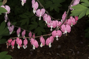 Lamprocapnos spectabilis (bleeding hearts, lyre flower, lady-in-a-bath, bleeding heart)