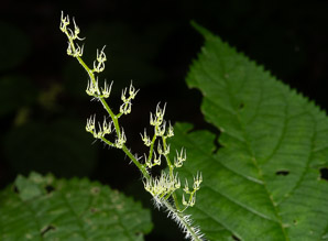 Laportea canadensis (wood nettle, Canadian woodnettle)