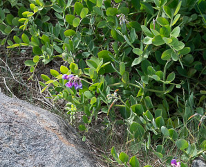 Lathyrus japonicus (beach pea, sea pea, circumpolar pea, sea vetchling)