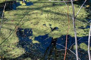 Lemna minor (common duckweed)