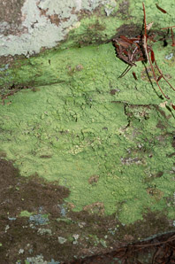 Lepraria lobificans (fluffy dust lichen, dust lichen)