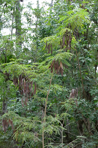 Leucaena leucocephala (white leadtree, jumbie bean, jumbay, river tamarind, pearl wattle, ipil-ipil, tan-tan, white popinac, coffee bush, cow tamarind, miusina)