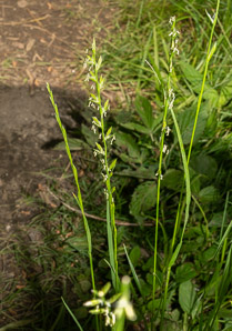 Lolium perenne (perennial ryegrass, English ryegrass, winter ryegrass, ray grass)