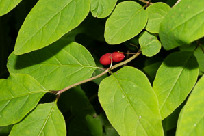 Lonicera canadensis (American fly honeysuckle, Canadian fly honeysuckle)