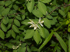 Lonicera morrowii (Morrow’s honeysuckle)