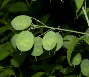 Lunaria annua (annual honesty, money plant, silver dollars)