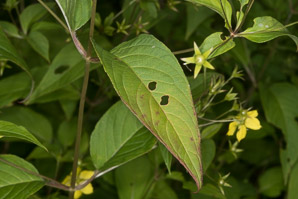 Lysimachia ciliata (fringed yellow loosestrife, fringed loosestrife)