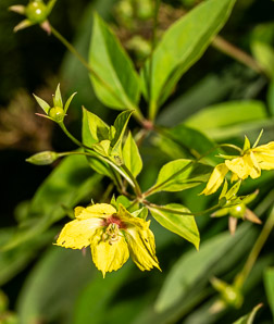 Lysimachia ciliata (fringed yellow loosestrife, fringed loosestrife)