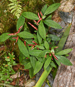Lysimachia terrestris (swamp candles, bog loosestrife, lake loosestrife, earth loosestrife, bulbil loosestrife)
