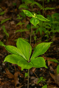 Medeola virginiana (Indian cucumber-root, Indian cucumber)