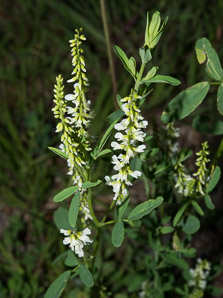 Melilotus officinalis (white sweet clover, yellow sweet clover, sweet clover, sweetclover)