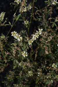 Melilotus officinalis (white sweet clover, yellow sweet clover, sweet clover, sweetclover)