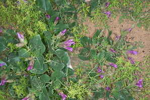 Mirabilis multiflora (Colorado four o’clock, showy four o’clock)
