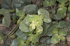 Mirabilis multiflora (Colorado four o’clock, showy four o’clock)