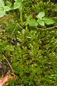 Mnium hornum (swan’s-neck thyme-moss, horn calcareous moss)
