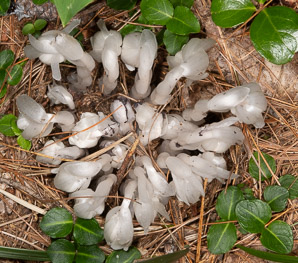Monotropa uniflora (Indian pipes, ghost plant, corpse plant, Indian pipe, Indianpipe)