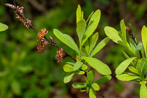 Myrica gale (sweet gale, bog myrtle, sweetgale)